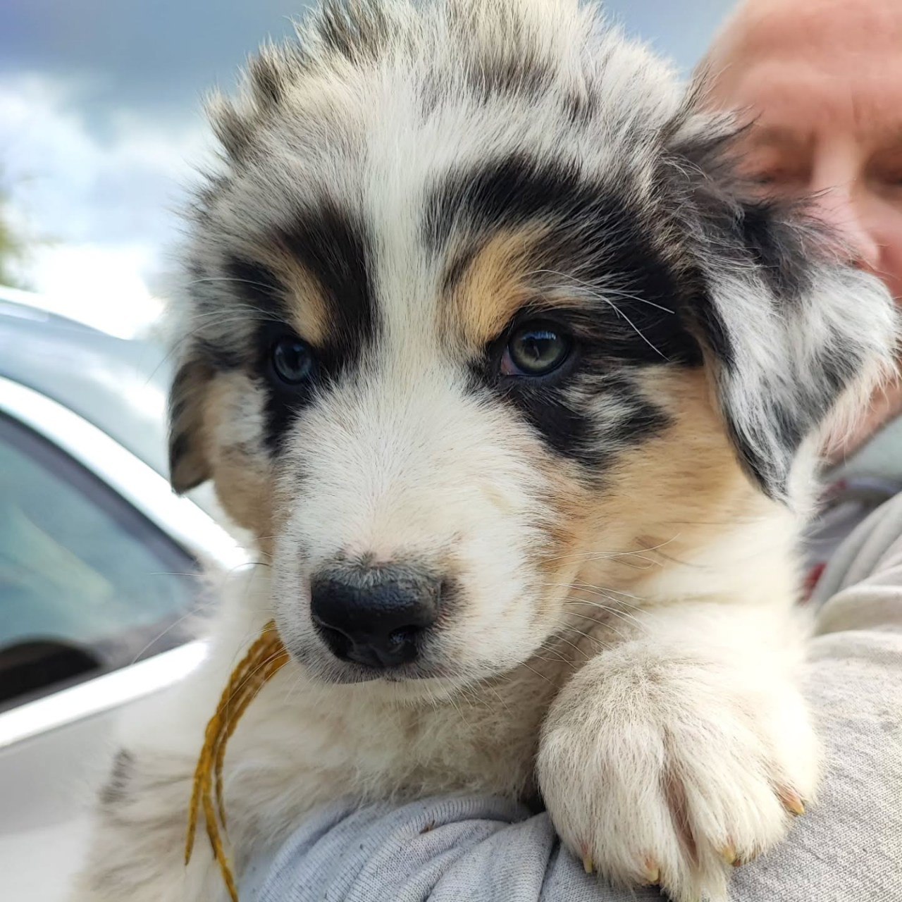 Reserved - Australian Shepherd Puppy